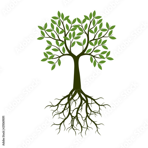 Green Tree with Leaves and Roots. Vector Illustration.