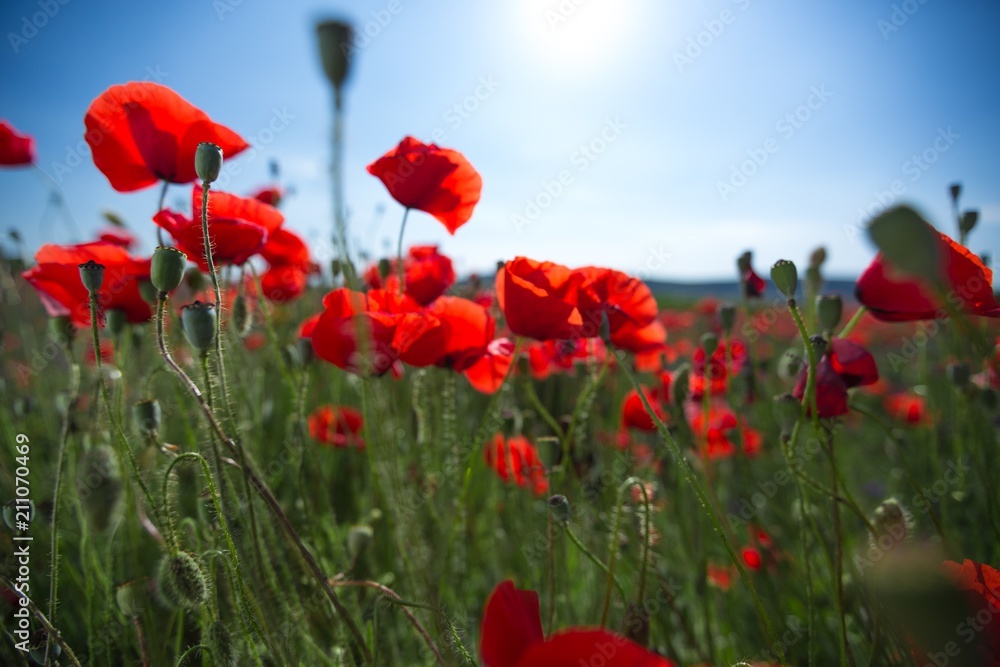 Obraz premium Anzac.