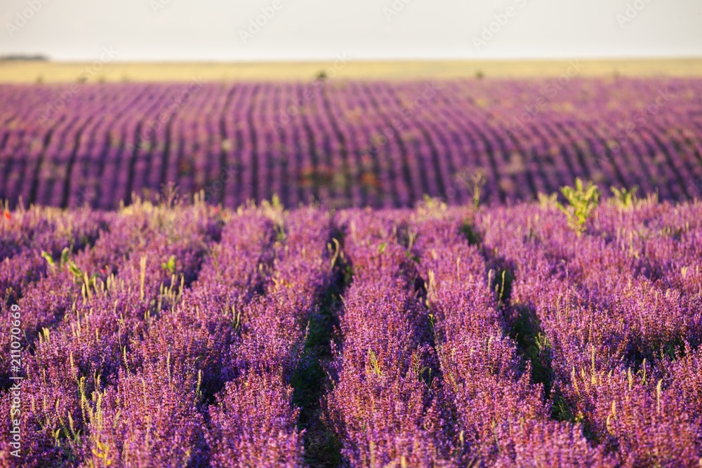 Naklejka premium Flower.