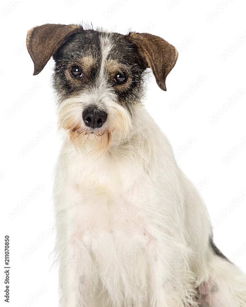 Jack Russell Terrier Crossbreed Dog Closeup