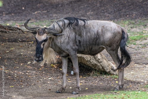 wildebeest zoo