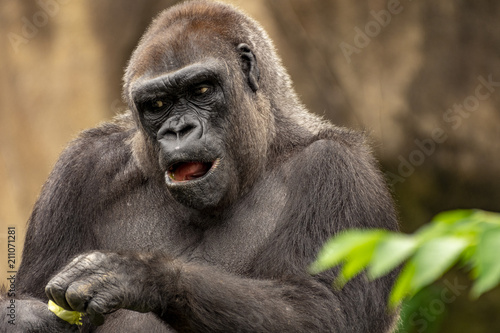 Gorilla family © Rufus