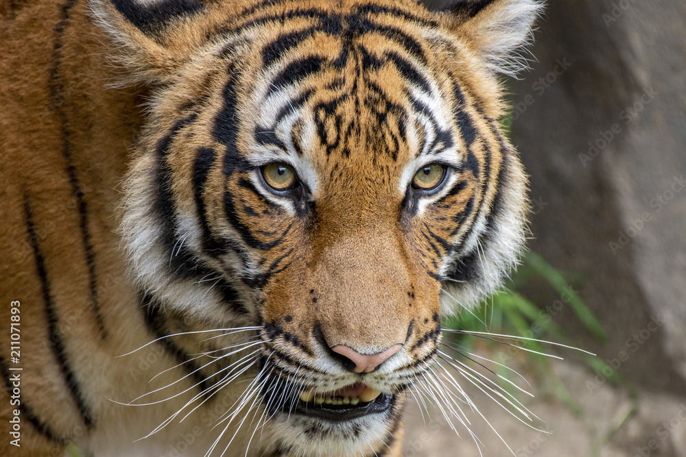 Fototapeta premium tiger 6