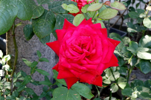 Natural red rose flower