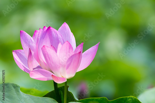 lotus flowers bloom