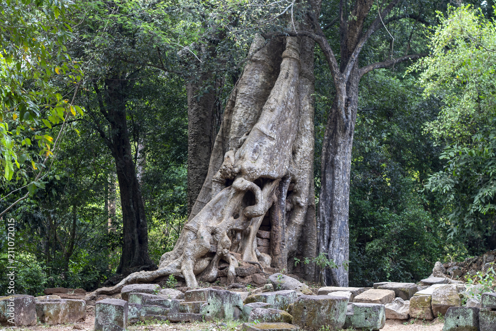 Tropical tree in stone ruin of Angkor Wat complex, Cambodia. Unusual shape of tropical tree trunk. Aerial roots or lianas