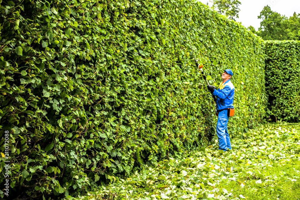 Man is cutting hedge in the park. Professional gardener in a uniform
