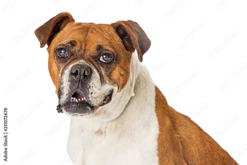 Portrait of Boxer Bulldog Cross Dog on White