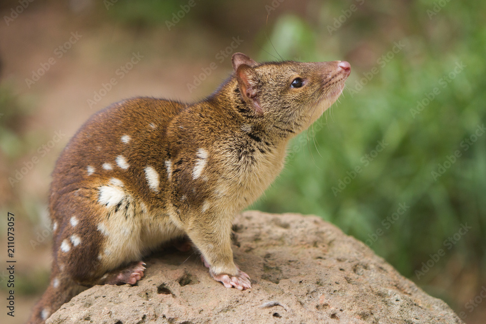 Quoll or Spotted Quoll