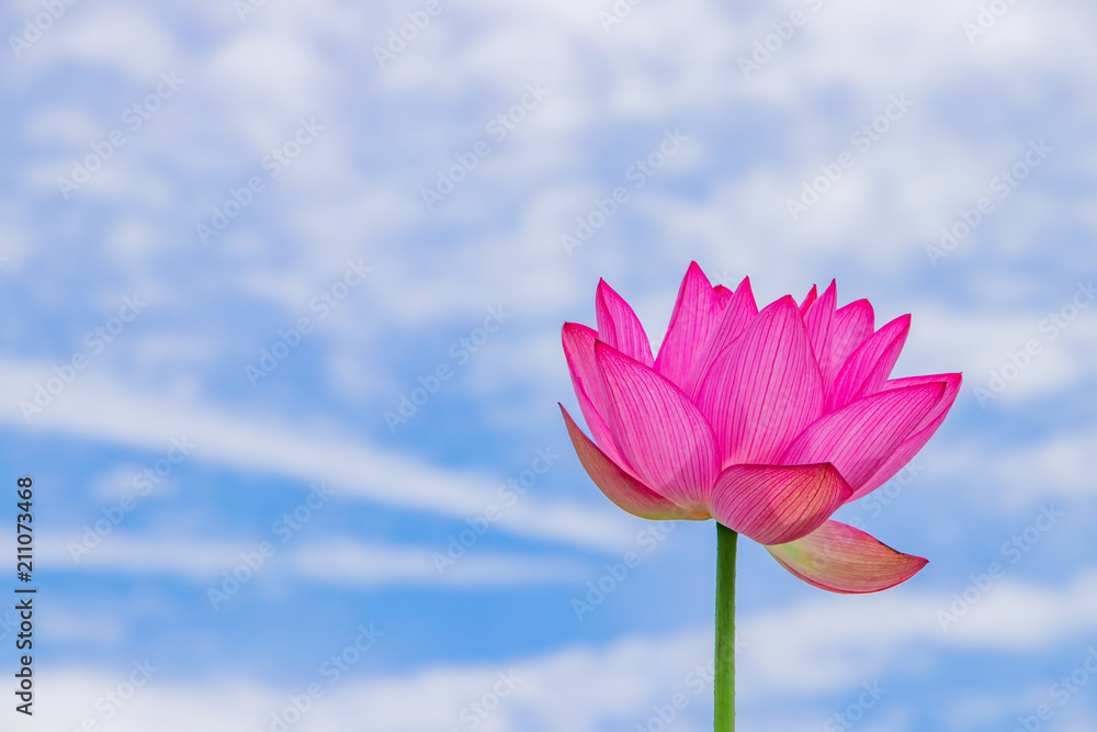 Fototapeta premium 静岡県伊豆の国市 成福寺の蓮の花