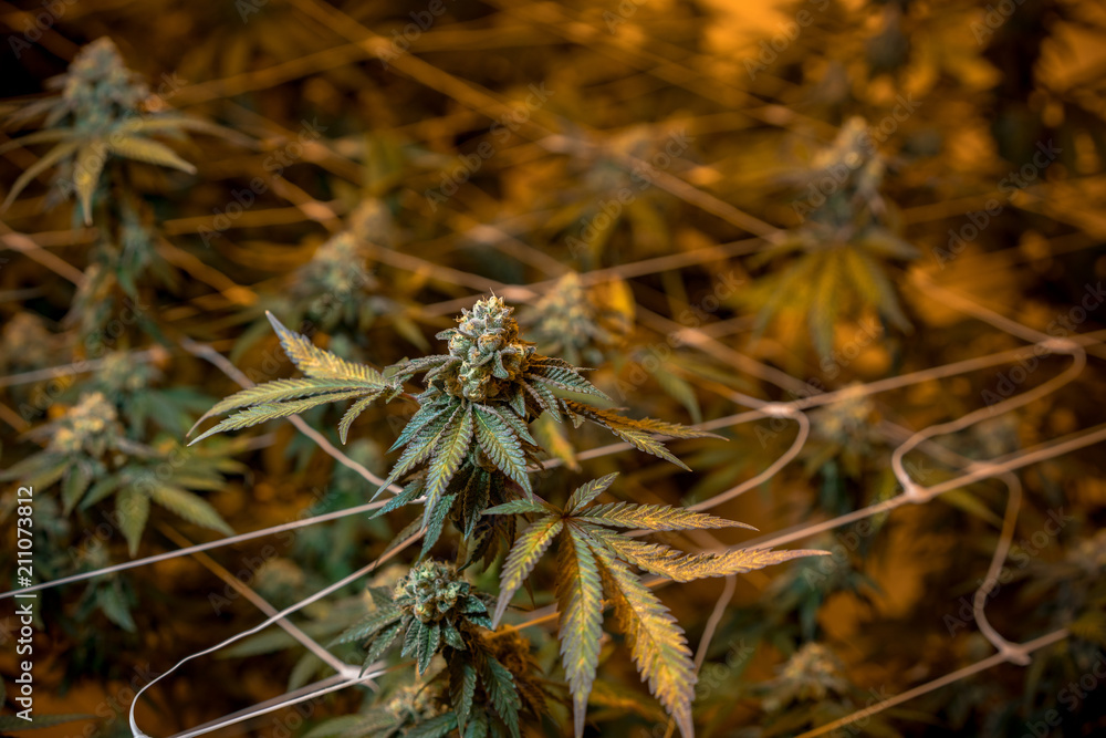 Indoor Cannabis Flowers