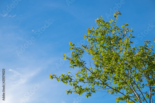 Wood Top and Sky Background.