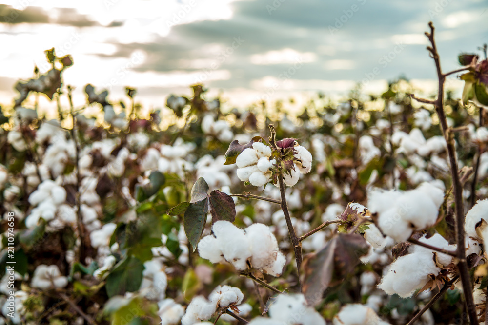 Cotton field plantation texture background Cotton field plantation texture background