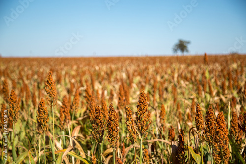 Картината върху платно Sorghum plantation field plant seed