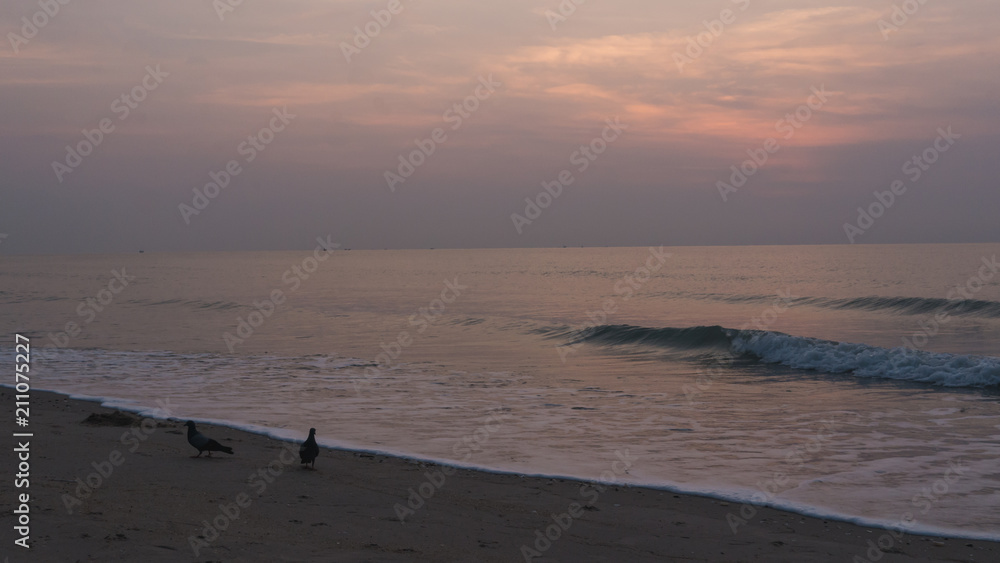 Pigeons leave the nest in the morning and fly to the seafront to find shells and crabs to return to the nest.