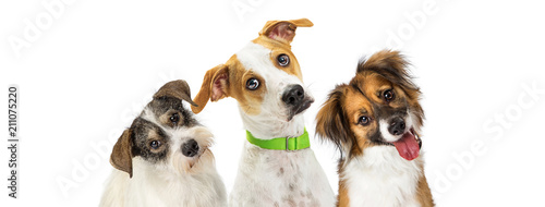 Three Cute Dogs Tilting Heads Looking Forward