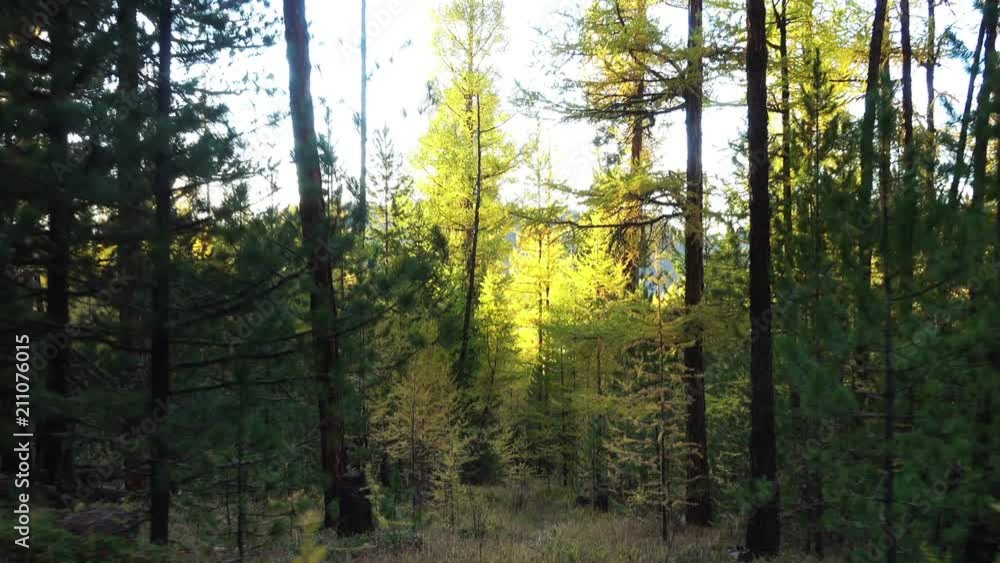 Walk through a yellow larch taiga forest in autumn season on the mountain Altai Eshtykel plateau, Siberia, Russia Walk through a yellow larch taiga forest in autumn season on the mountain Altai Eshtykel plateau, Siberia, Russia