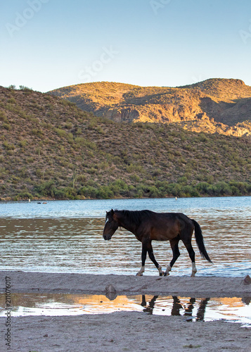Wild Horse On Arizona River at Sunset