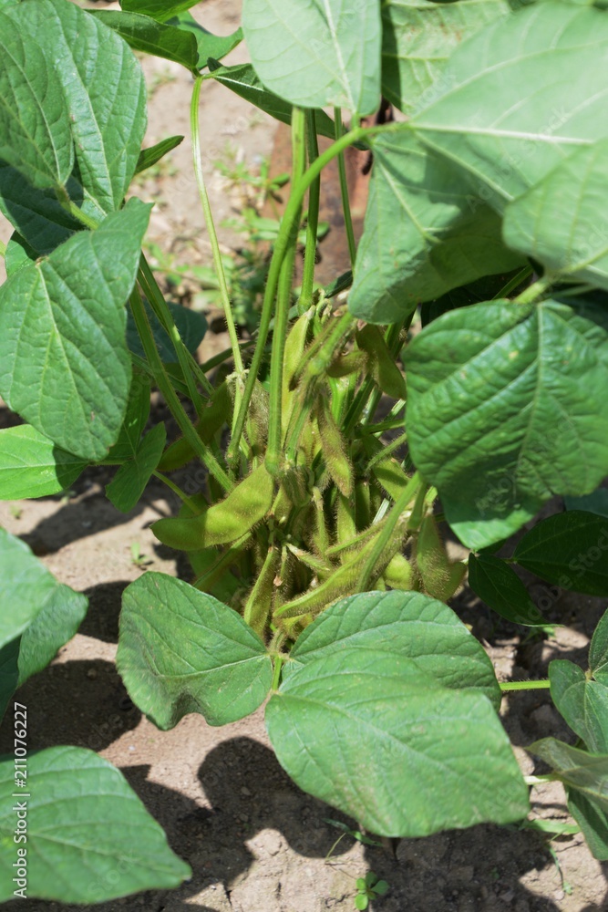 Green soybeans cultivation and growth Green soybeans cultivation and growth