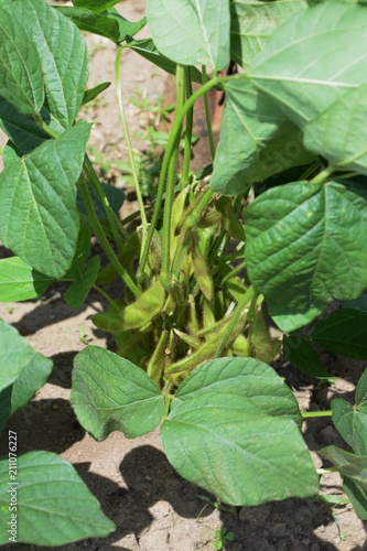 Green soybeans cultivation and growth