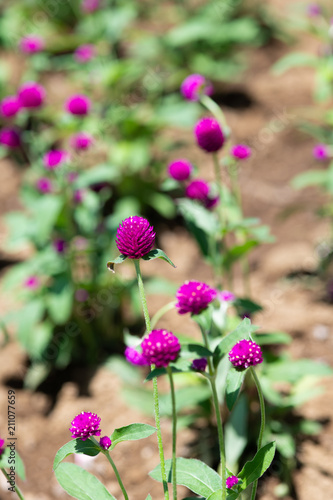 ピンク色のセンニチコウの花