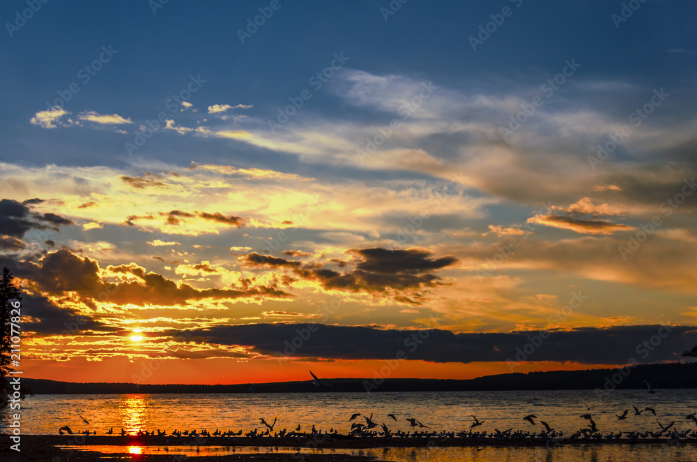 Seagulls flying over the Waskesiu Lake in summer sunset