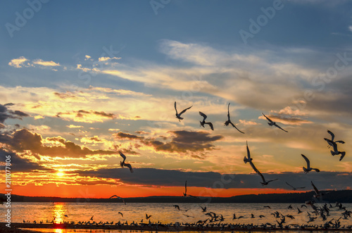 Seagulls flying over the Waskesiu Lake photo