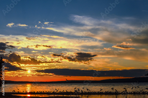 Seagulls flying over the Waskesiu Lake in summer sunset photo