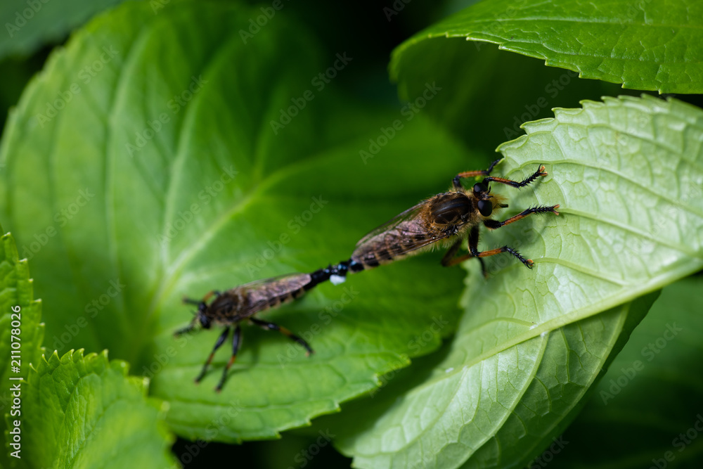 Fototapeta premium 葉っぱの上で交尾をするアブ