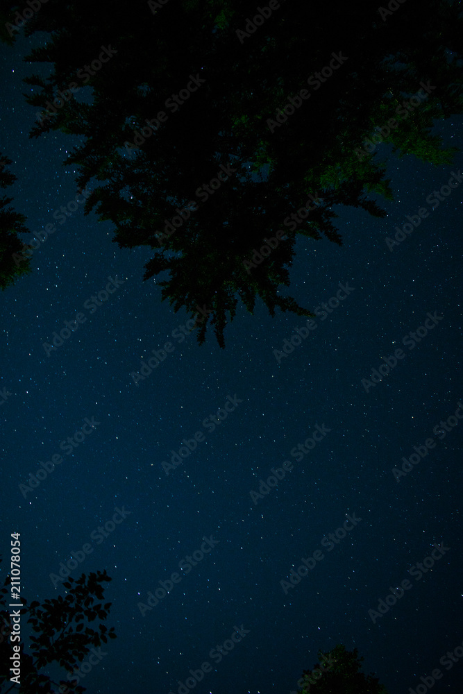 Fototapeta premium Night Forest