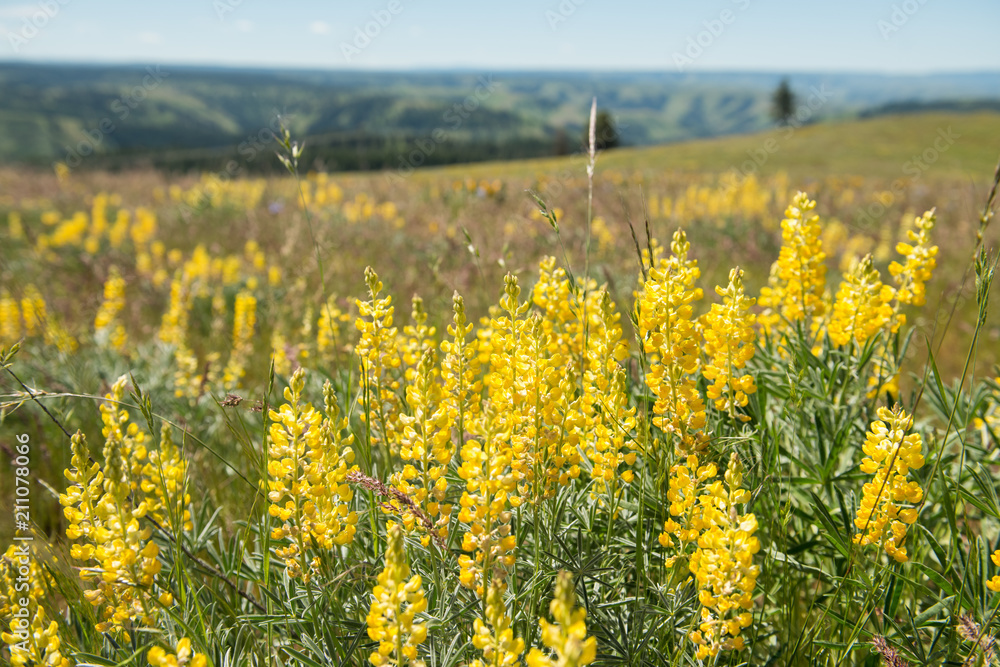 Field of Sulphur Lupines (Lupinus sulphureus) blooming in the Blue Mountains of Oregon