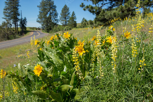 Fototapeta Naklejka Na Ścianę i Meble -  Backcountry road winding between scenic wildflowers in the spring in the Blue Mountains of northeast Oregon
