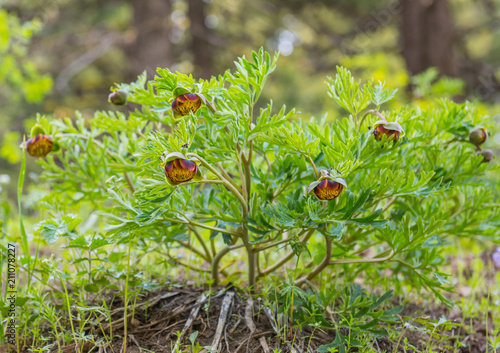 Species Peony (Paeonia brownii) bush in bloom in the Wallowa Whitman National Forest photo