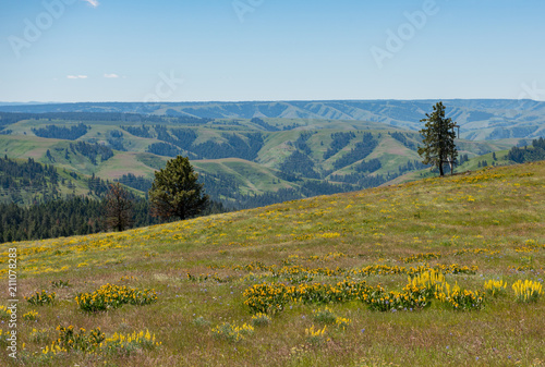 The Blue Mountains of northeast Oregon, field of wildflowers in the foreground