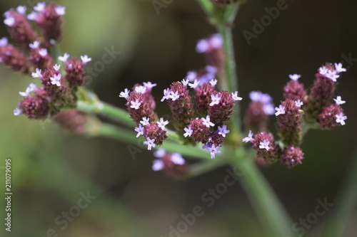 Verbena bonariensis flowers © tamu
