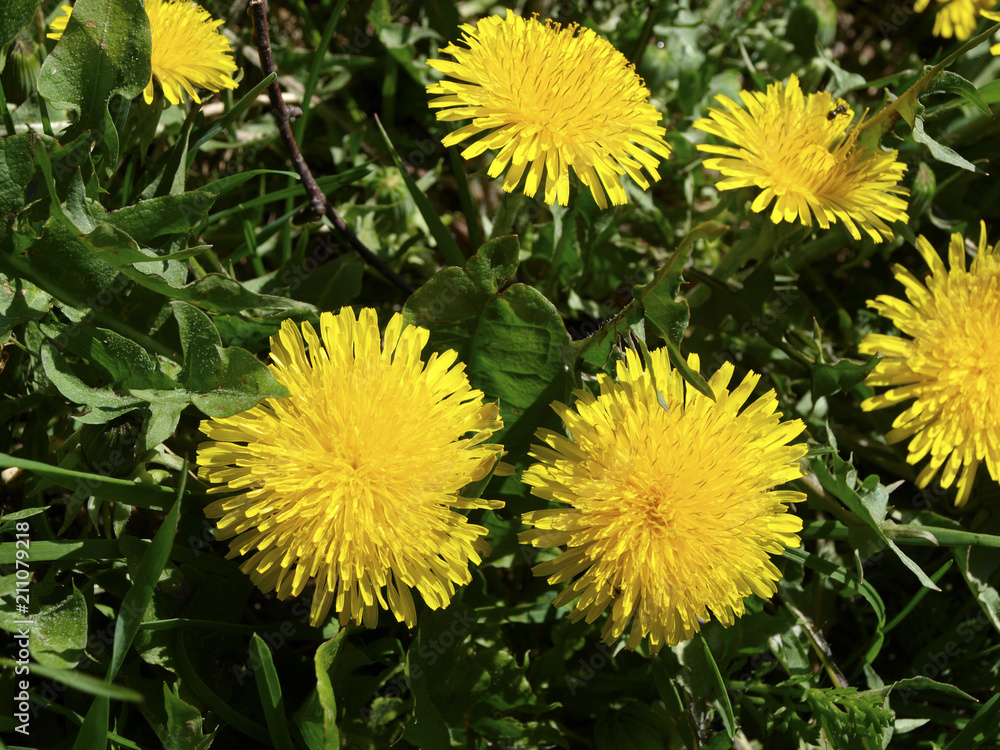 Obraz premium Taraxacum officinale or dandelion yellow flowers with green grass