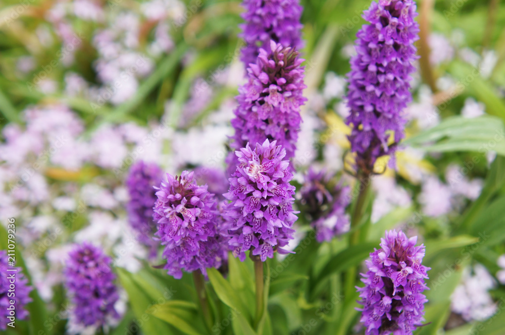 Obraz premium Dactylorhiza longibracteata or spotted orchid purple flowers with green vertical