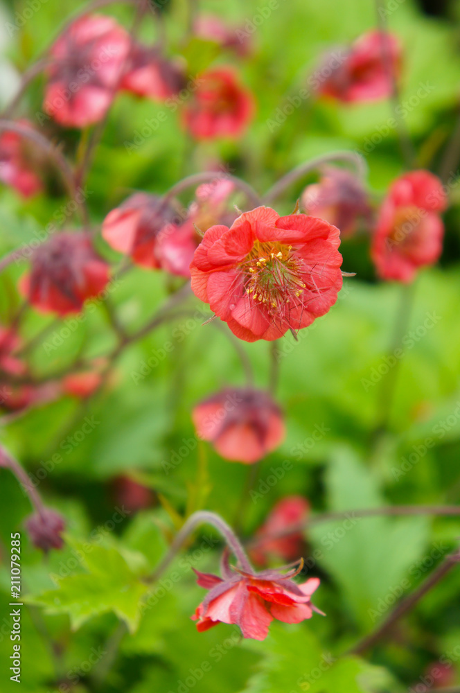 Geum or avens flames of passion red flowers