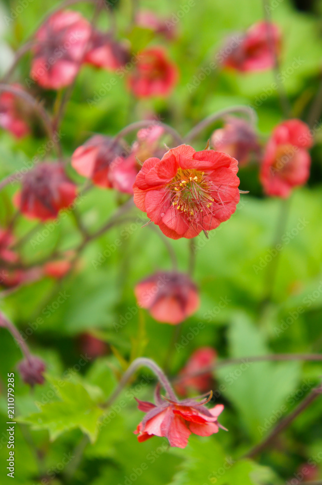Geum or avens flames of passion red flowers Geum or avens flames of passion red flowers
