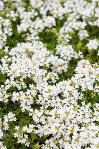 White thyme or thymus vulgaris flowers background © skymoon13