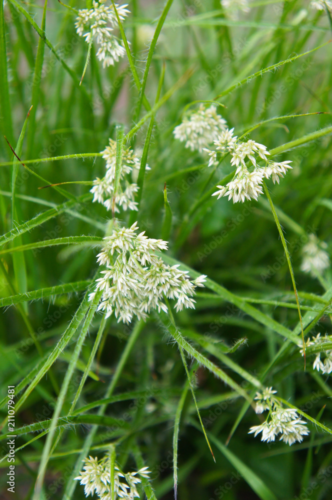 Luzula nivea or snow-white wood-rush green plant vertical Luzula nivea or snow-white wood-rush green plant vertical