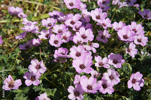 Fotografie Geranium cinereum or ashy cranesbill pale pink flowers with green