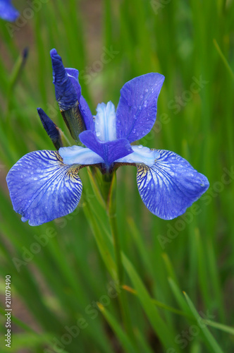 Fototapeta Naklejka Na Ścianę i Meble -  Iris sibirica blue king flower in green grass