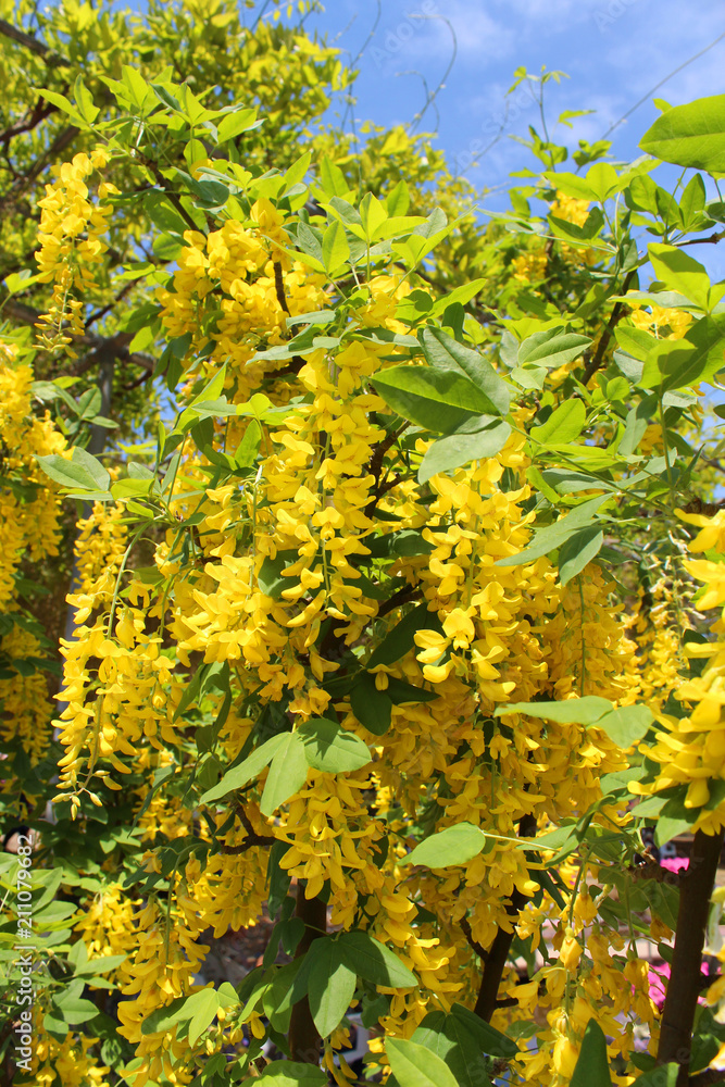 Fototapeta premium 藤の花 キバナフジ