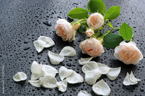 White and pink roses on a black background with water drops and pink petals.