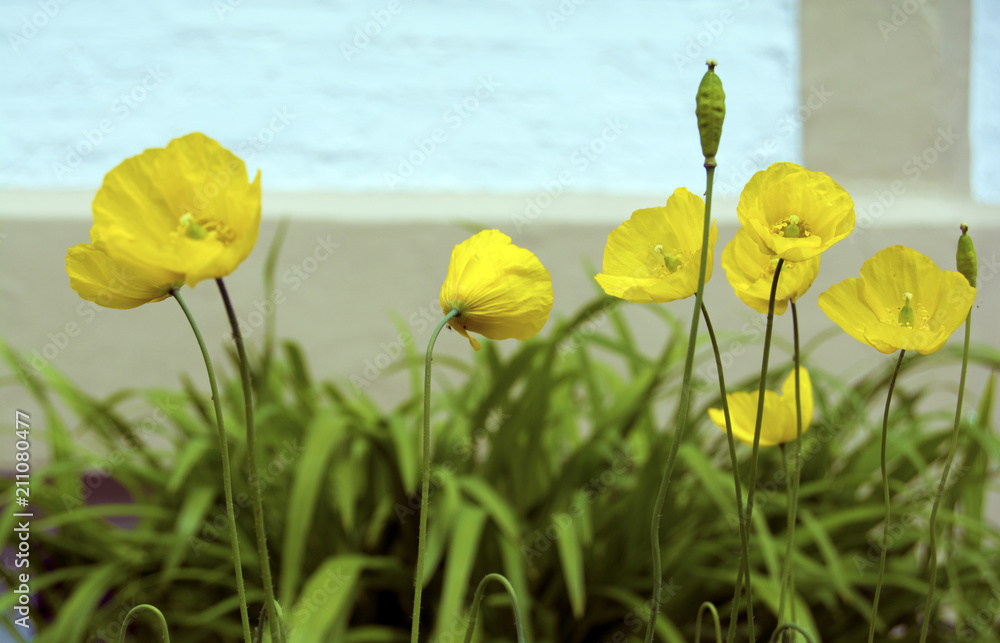 Obraz premium Tynemouth Flowers