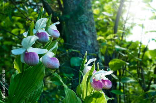 Showy Lady's-slippers - Cypripedium reginae - also known as Pink-and-white Lady's-slipper or the Queen's Lady's-slipper. Beautiful Minnesota State Flower - pink and white in authentic natural setting