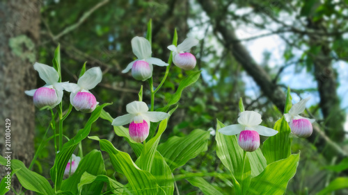 фотографія Showy Lady's-slippers - Cypripedium reginae - also known as Pink-and-white Lady's-slipper or the Queen's Lady's-slipper