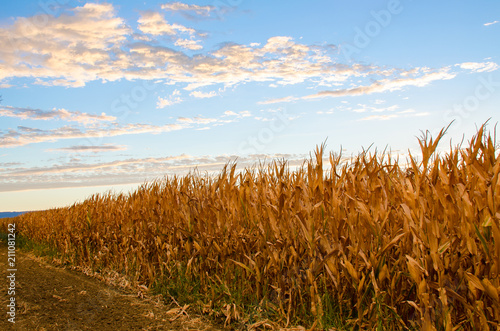 dry corn field crop