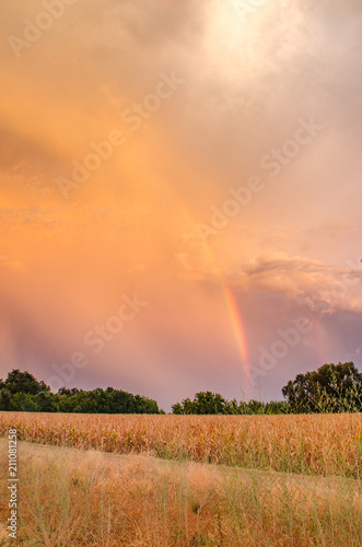 rain storm over dry corn field crop